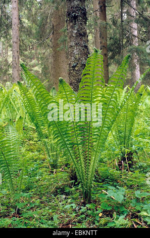 Europäische Strauß Farn (Matteuccia Struthiopteris), in einem Wald, Italien, Südtirol, Dolomiten Stockfoto