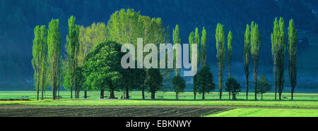 Lombardei-Pappel (Populus Nigra var. Italica, Populus Nigra 'Italica', Populus Italica, Populus Nigra Italica), Baum-Zeile am Ahrn Tal, Italien, Südtirol, Sand in Taufers Stockfoto