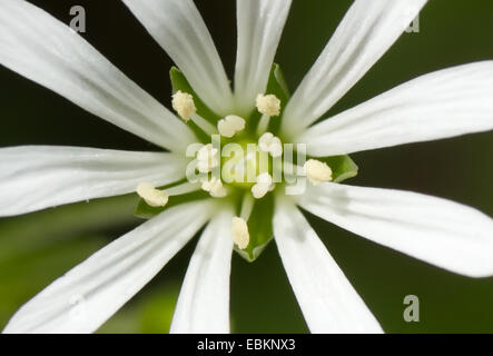 Wasser Vogelmiere, Wasser Hahnenfußgewächse, Riesen-Vogelmiere (Myosoton Aquaticum, Stellaria Aquatica), Detail der Blüte mit Staubgefäßen, Deutschland, Nordrhein-Westfalen Stockfoto