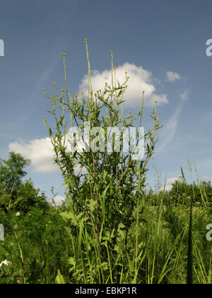 gemeinsame Hecke Senf, behaarte-Pod Hedge-Senf (Sisymbrium Officinale), Bluehend, Deutschland, Nordrhein-Westfalen Stockfoto