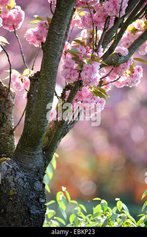 orientalische Kirsche (Prunus Serrulata), blühende Zweige Stockfoto