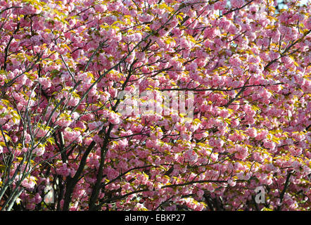 orientalische Kirsche (Prunus Serrulata), blühende Zweige Stockfoto