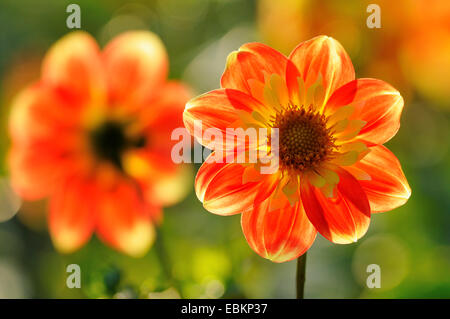 Georgina (Dahlia "Pfui" Dahlia Pooh), Sorte Pooh, Deutschland Stockfoto