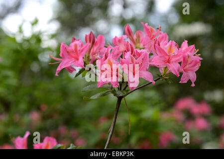 Rhododendron (Rhododendron spec.), rosa blühende Azalee Stockfoto