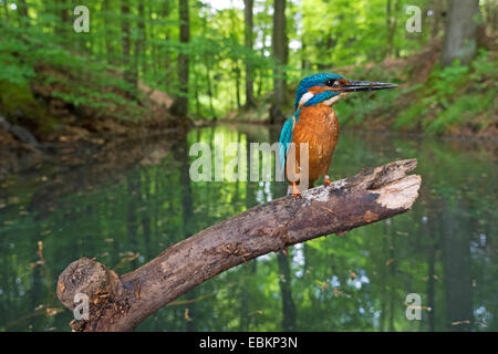 Fluss-Eisvogel (Alcedo Atthis), männliche sitzt auf seiner Suche an der Uferpromenade, Germany, North Rhine-Westphalia, Senne Stockfoto