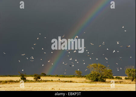 Regenbogen und dunkle Regenwolken über Feld Landschaft mit fliegenden Herde, Großbritannien, Schottland Stockfoto