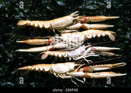 Norwegen Hummer, Kaisergranat krallte, Dublin Bay Hummer, Dublin Bay Garnelen (Scampi, Scampi) (Nephrops Norvegicus), vier Norwegen Hummer nebeneinander Stockfoto