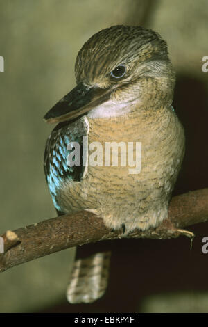 Blue-winged Kookaburra (Dacelo Leachii), auf einem Ast Stockfoto