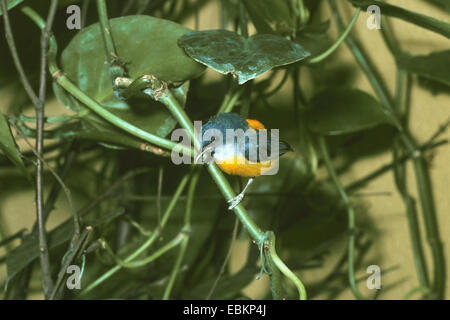 Orange-bellied Flowerpecker (Dicaeum Trigonostigma), an einer Pflanze Stockfoto