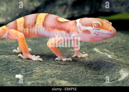 Leopardgecko (Eublepharis Macularius), züchten Tremper Albino auf einem Stein Stockfoto