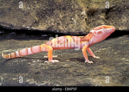 Leopardgecko (Eublepharis Macularius), züchten Tremper Albino auf einem Stein Stockfoto