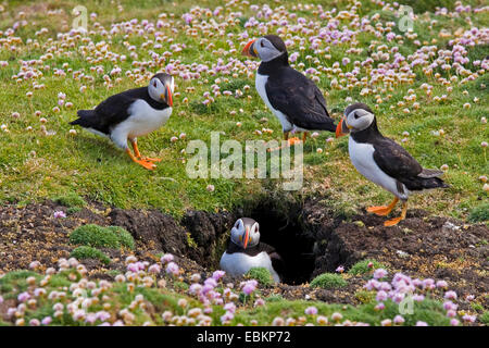 Papageitaucher, gemeinsame Papageientaucher (Fratercula Arctica), vier Papageientaucher in einer Zucht-Höhle, einer von ihnen der Blick aus der Höhle, Großbritannien, Schottland, Shetland-Inseln Stockfoto