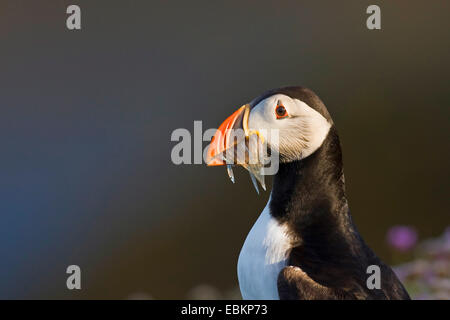 Papageitaucher, gemeinsame Papageientaucher (Fratercula Arctica), mit Gefangenen Sandaalen in der Stückliste, Porträt, Großbritannien, Schottland, Shetland-Inseln Stockfoto