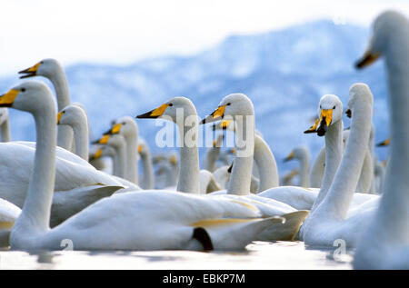 Singschwan (Cygnus Cygnus), an einem See im Winter, Japan, Hokkaido, Kussharo-Ko Stockfoto