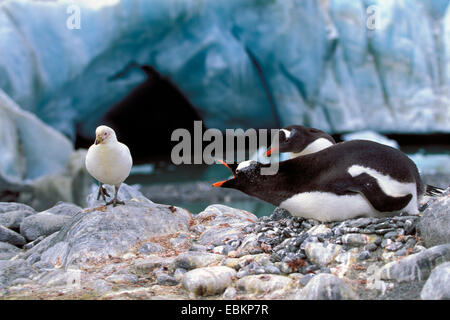 Gentoo Penguin (Pygoscelis Papua), defencing Scheidenschnabel, Chionis Alba, Antarktis Stockfoto