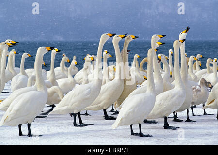 Singschwan (Cygnus Cygnus), Überwinterung, Hokkaido, Japan, Kussharo-Ko Stockfoto