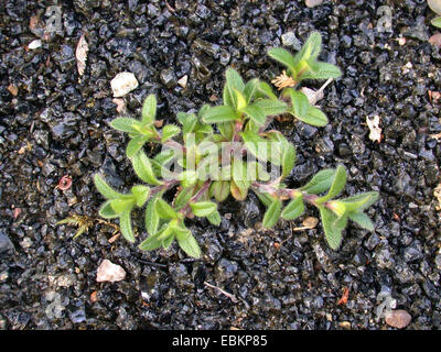 Gemeinsamen Hornkraut (Cerastium Holosteoides), auf einer Brache, Deutschland Stockfoto