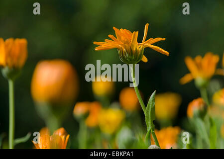 Garten-Ringelblume (Calendula Officinalis), unscharf Einzelblüte mit mehreren Blumen im Hintergrund Stockfoto