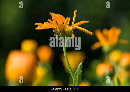 Garten-Ringelblume (Calendula Officinalis), Blume Stockfoto