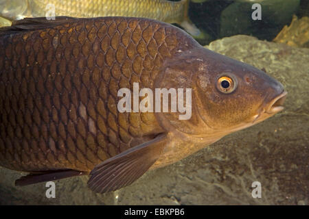 Grass Karpfen (Ctenopharyngodon Idella), Porträt Stockfoto