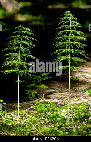 Sylvan Schachtelhalm, Holz Schachtelhalm, Wald-Schachtelhalm (Equisetum Sylvaticum), bei Gegenlicht, Österreich, Kärnten, Nationalpark Nockberge Stockfoto