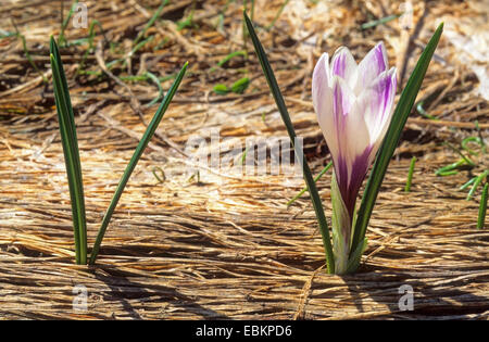 weiße Krokus, Crocus Vernus, Frühlings-Krokus (Crocus Vernus Albiflorus, Crocus Albiflorus), blühen, Italien, Südtirol, Dolomiten Stockfoto