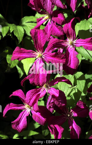 Clematis, Jungfrauen-Bower (Clematis spec.), blühen Stockfoto