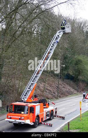 Feuerwehr gefährlichere überhängende Zweigen eine Asche entfernen Stockfoto