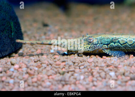 Nadel-Sauger Wels (Farlowella Platorynchus), Porträt Stockfoto