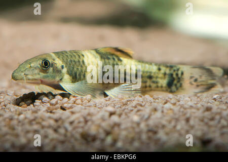 Panda Garra (Garra Flavatra), Schwimmen Stockfoto