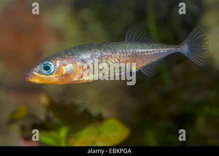 drei – praktisch Stichling (Gasterosteus Aculeatus), Baden, Deutschland Stockfoto