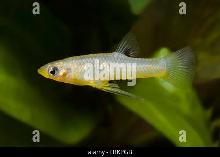 Girardinus, metallische Livebearer, schwarz Bellied metallische Topminnow (Girardinus Metallicus), Schwimmen Stockfoto