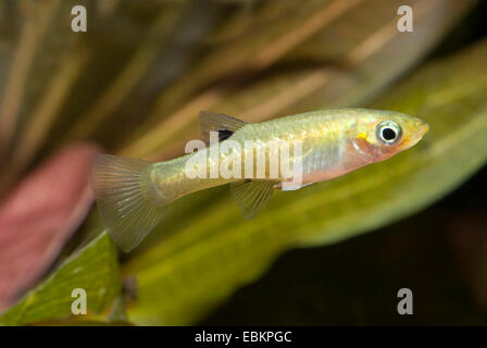 Girardinus, metallische Livebearer, schwarz Bellied metallische Topminnow (Girardinus Metallicus), Schwimmen Stockfoto