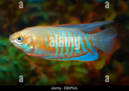 Riesiger Gourami, gestreifte Gurami (Colisa Fasciata), Schwimmen Stockfoto