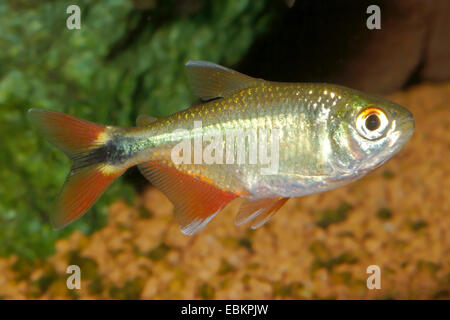 Buenos Aires Tetra (Hemigrammus Caudovittatus), Schwimmen Stockfoto