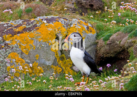 Papageitaucher, gemeinsame Papageientaucher (Fratercula Arctica), steht man vor seiner Zucht Höhle, Shetland-Inseln, Fair Isle, Schottland, Vereinigtes Königreich Stockfoto