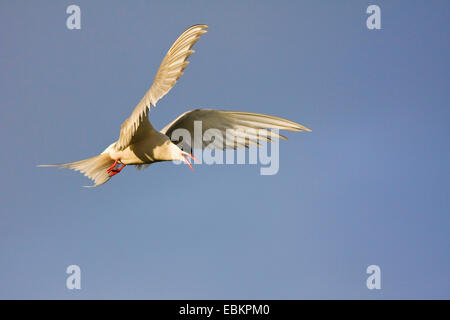 Küstenseeschwalbe (Sterna Paradisaea), im Flug, Shetland-Inseln, Fair Isle, Schottland, Vereinigtes Königreich Stockfoto