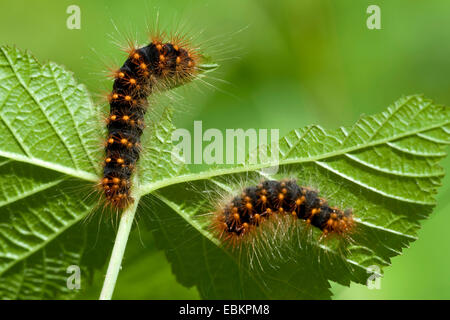 Motte (Acronicta Auricoma), Raupen ernähren sich von einem Blatt, Deutschland Stockfoto