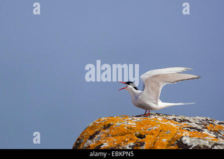 Küstenseeschwalbe (Sterna Paradisaea), sitzt auf einem Felsen mit orangefarbenen Flechten mit öffnen Sie Flügel und mit der Aufforderung, Shetland-Inseln, Fair Isle, Schottland, Vereinigtes Königreich Stockfoto