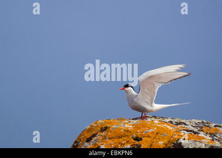 Küstenseeschwalbe (Sterna Paradisaea), sitzt auf einem Felsen mit orangefarbenen Flechten mit offenen Flügeln, Shetland-Inseln, Fair Isle, Schottland, Vereinigtes Königreich Stockfoto