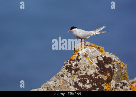 Küstenseeschwalbe (Sterna Paradisaea), sitzt auf einem Felsen mit bunten Flechten am Meer, Shetland-Inseln, Fair Isle, Schottland, Vereinigtes Königreich Stockfoto