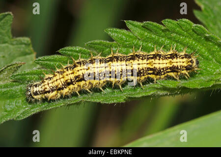 kleiner Fuchs (Aglais Urticae, Nymphalis Urticae), Raupe auf einem Nesselblatt, Deutschland Stockfoto