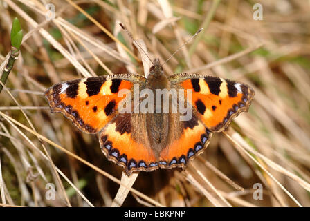 kleiner Fuchs (Aglais Urticae, Nymphalis Urticae), sittin in Trockenrasen, Deutschland Stockfoto