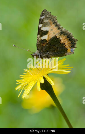 kleiner Fuchs (Aglais Urticae, Nymphalis Urticae), sitzt auf einem gelben Compositae, Deutschland, Lieschen/Wasserwendi Stockfoto