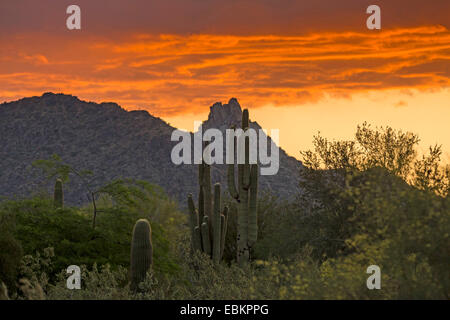 Saguaro-Kaktus (Carnegiea Gigantea, Cereus Giganteus), bei Sonnenaufgang mit Pinnacle Peak im Hintergrund, USA, Arizona, Sonora Stockfoto