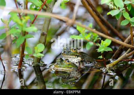 Europäische essbare Frosch, essbare Grasfrosch (Rana kl. Esculenta, Rana Esculenta, außer Esculentus), Ehepaar sitzt im seichten Wasser während der Paarungszeit, Deutschland Stockfoto