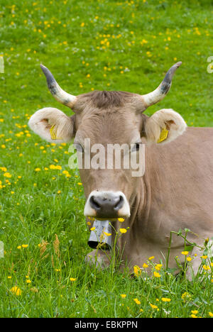 Hausrind (Bos Primigenius F. Taurus), mit Kuhglocke, sitzen auf einer Wiese, Schweiz Stockfoto