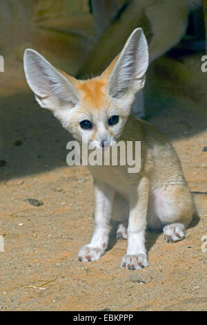 Fennec Fuchs (Fennecus Zerda, Vulpes Zerda), Jungtier in den Sand zwischen den Felsen sitzen Stockfoto