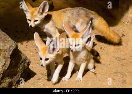 Fennec Fox (Fennecus Zerda, Vulpes Zerda), Mutter mit zwei jungen, die in den Sand zwischen den Felsen stehend Stockfoto