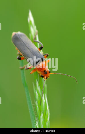 gemeinsamen Cantharid, gemeinsame Soldat Käfer (Cantharis Fusca), sitzt auf einem Rasen Ohr, Deutschland Stockfoto